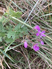 Erodium cicutarium cicutarium