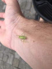 Meconema meridionale