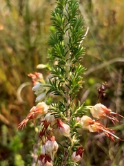 Erica intermedia albiflora
