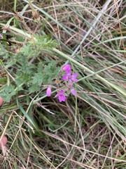 Erodium cicutarium cicutarium