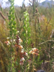 Erica intermedia albiflora