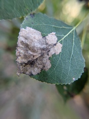 Paraleucoptera albella