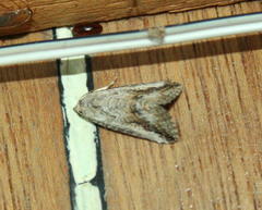 Acontiinae