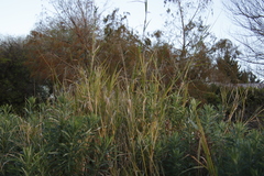Echinochloa pyramidalis