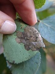 Paraleucoptera albella