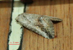 Acontiinae