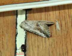 Acontiinae