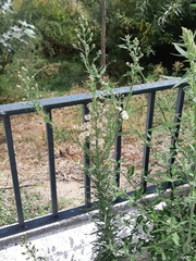 Erigeron bonariensis