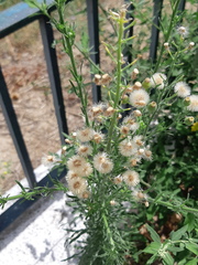 Erigeron bonariensis