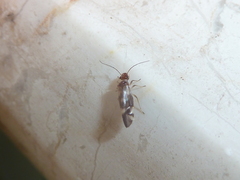 Elipsocidae