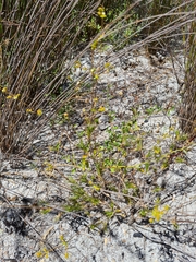 Adenogramma rigida