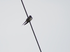 Hirundo rustica