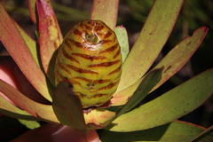 Leucadendron microcephalum