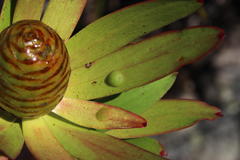 Leucadendron microcephalum