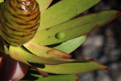 Leucadendron microcephalum