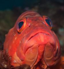 Epinephelus