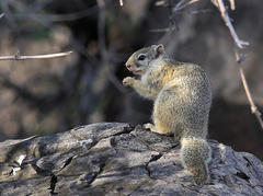 Paraxerus cepapi cepapi