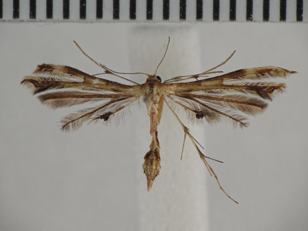 Fire-flag Plume Moth