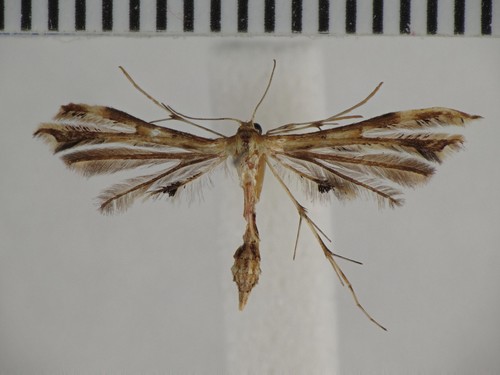 Fire-flag Plume Moth