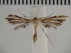 Fire-flag Plume Moth