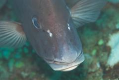 Plectorhinchus centurio