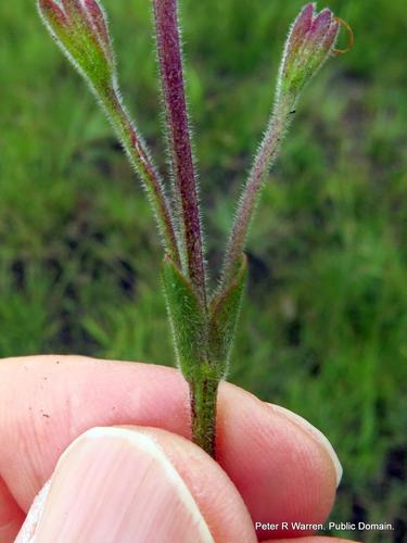 Craterostigma wilmsii (Craterostigma wilmsii)