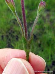 Craterostigma wilmsii