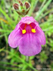 Craterostigma wilmsii