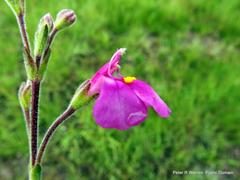 Craterostigma wilmsii