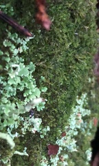 Crossocalyx hellerianus