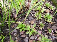 Craterostigma wilmsii