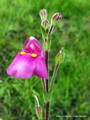 Craterostigma wilmsii