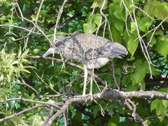 Nyctanassa violacea
