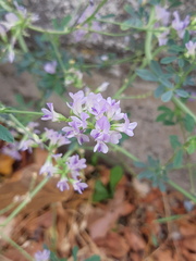 Medicago sativa
