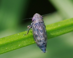 Deltocephalus pulicaris