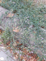 Medicago sativa