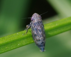 Deltocephalus pulicaris