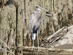 Ardea herodias