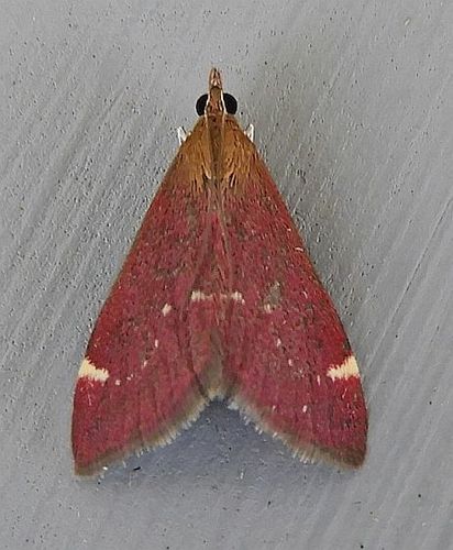 Elegant Pyrausta photo 2