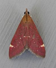 Pyrausta grotei