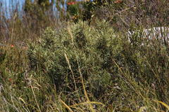 Grubbia tomentosa
