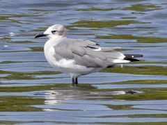 Leucophaeus atricilla