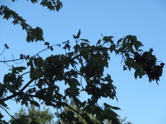 Acer rubrum