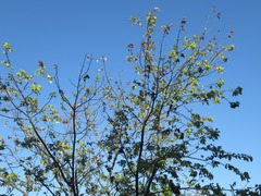 Acer rubrum