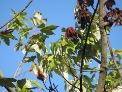 Acer rubrum