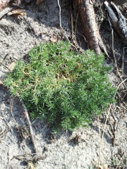 Scleranthus perennis