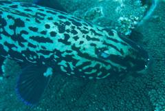 Plectropomus punctatus