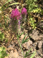 Trifolium purpureum