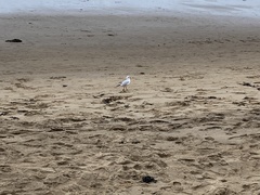 Chroicocephalus ridibundus