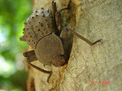 Polposipus herculeanus